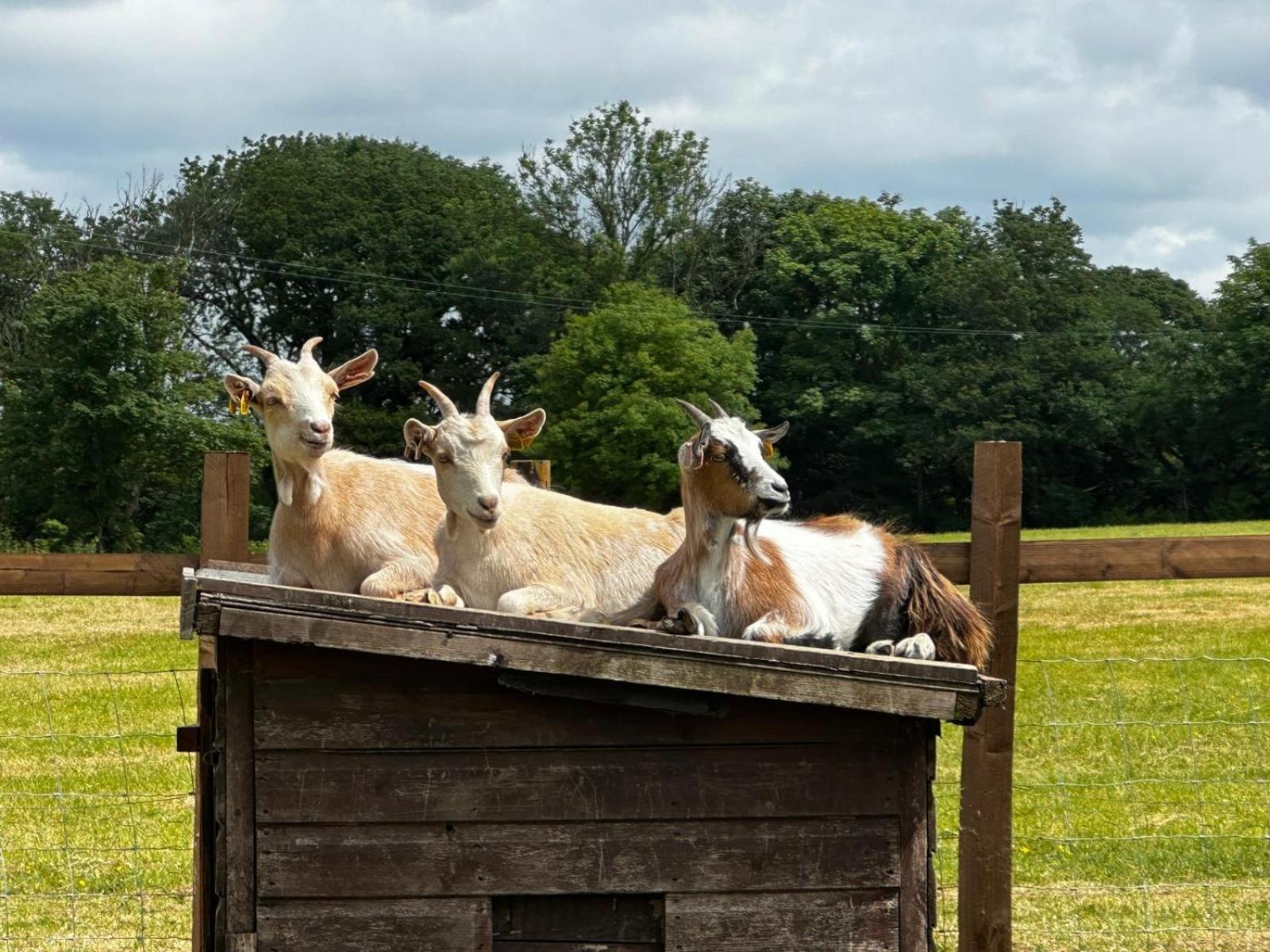 The Cow Shed Apartment *